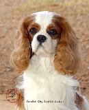 Cavalier King Charles Spaniel 9L005D-08